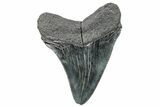 Serrated, Fossil Megalodon Tooth - South Carolina #289263-1